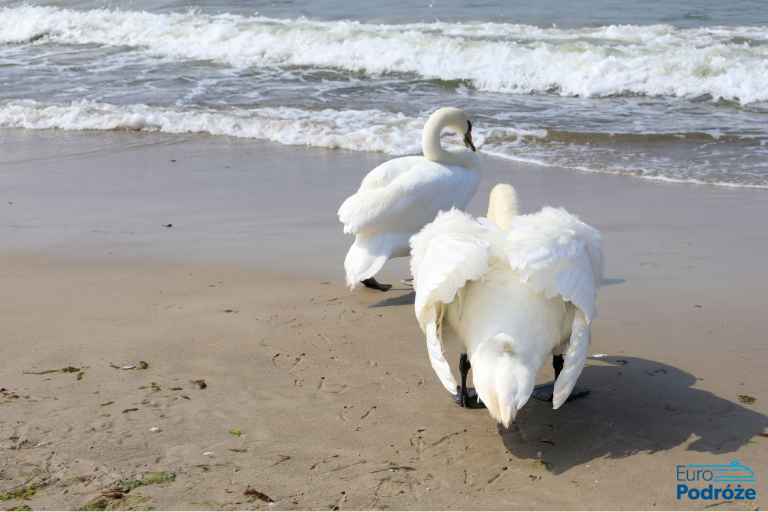 zdjęcie: plaża w Kołobrzegu