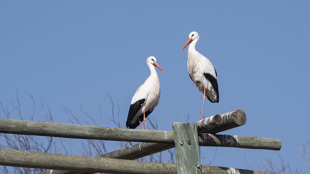 Europejska Wioska Bociania