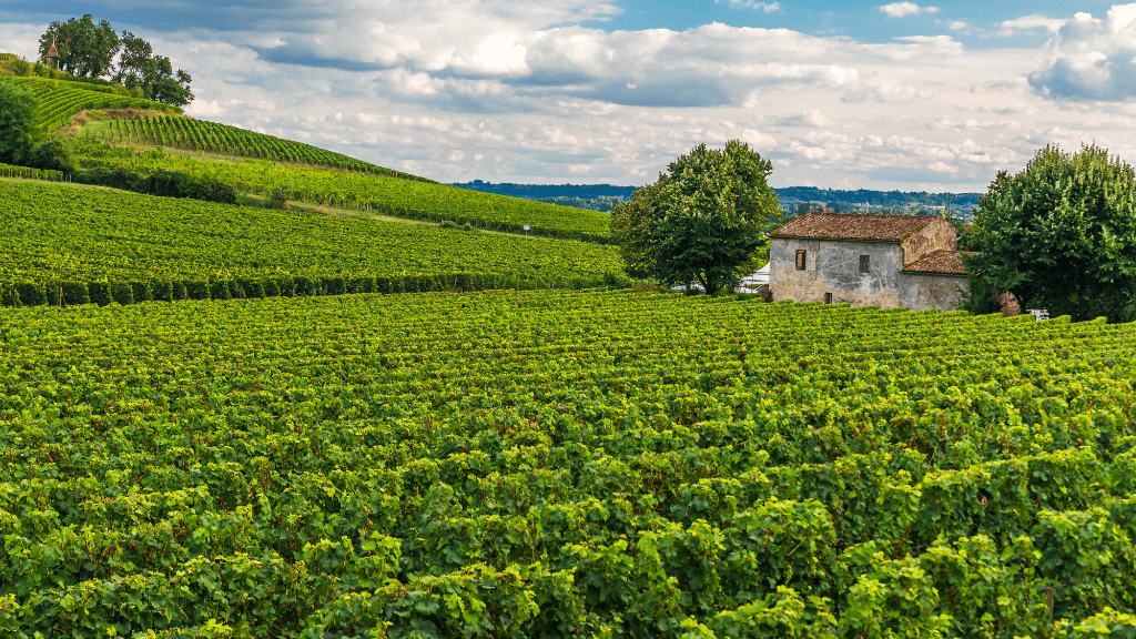 Winnice Medoc