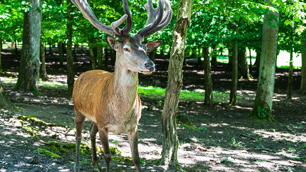 Park Dzikich Zwierząt w Kadzidłowie