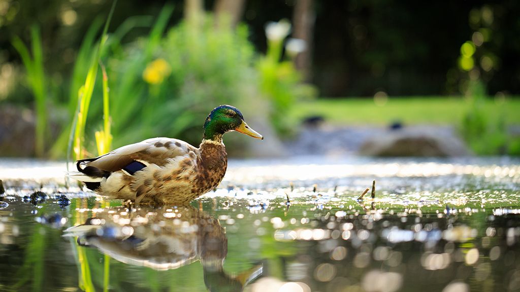 Dzika kaczka w parku