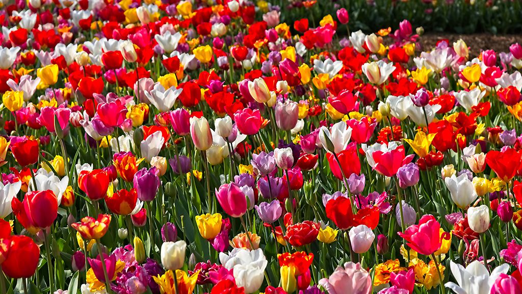 Tulipany na Plantach