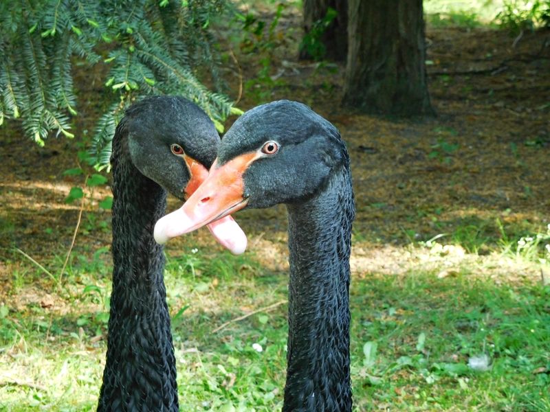 Grafika: zwierzęta w Starym Zoo w Poznaniu