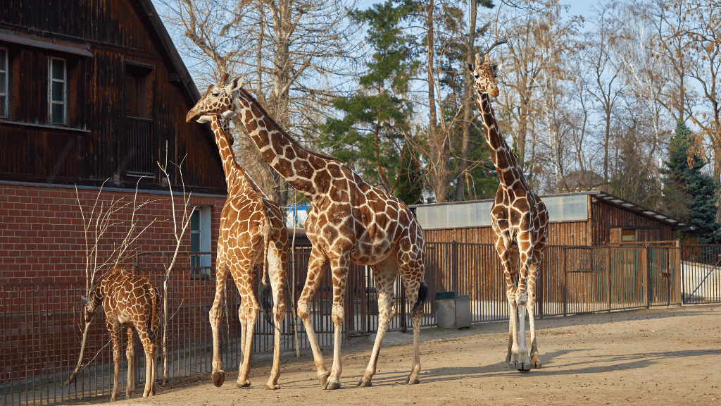 wrocławskie zoo - ferie zimowe dolnośląskie atrakcje