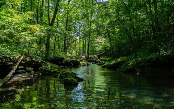 Puszcza Kampinoska słynie z wydm i terenów bagiennych