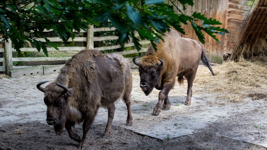Zagroda Pokazowa Żubrów